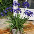 Agapanthus da vaso