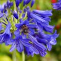 Agapanthus rustici