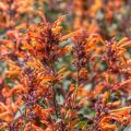 Agastache per terreni secchi