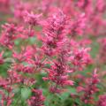 Agastache a fogliame profumato