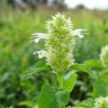 Agastache a fiori bianchi