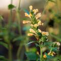 Agastache a fiori gialli o arancioni