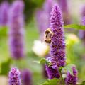 Agastache melliferi