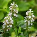 Ajuga a fiori bianchi