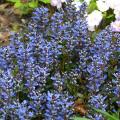 Ajuga a fiori blu