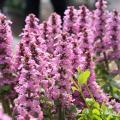 Ajuga a fiori rosa