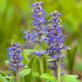 Ajuga per terreni argillosi