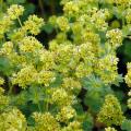 Alchemilla