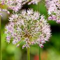 Allium - Aglio ornamentale