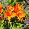 Alstroemeria - Giglio del Perù