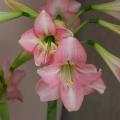 Amaryllis a fiore semplice