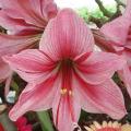 Amaryllis a fiore piccolo