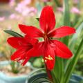 Amaryllis e Crinum