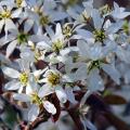 Amelanchier