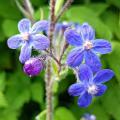 Anchusa - Buglossa