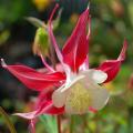 Aquilegia