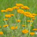 Anthemis perenni