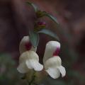 Bocche di leone - Antirrhinum