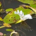 Piante acquatiche per l'ombra