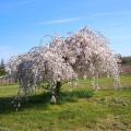 Alberi e arbusti piangenti