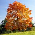 Alberi e grandi arbusti