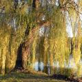 Arbusti e alberi per ombra