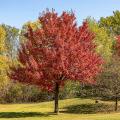 Alberi resistenti al gelo