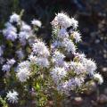 Arbusti a fiori bianchi