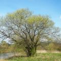 Alberi a crescita rapida