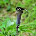 Arisaema - Giglio cobra