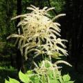 Aruncus - Barba di capra