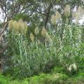 Arundo  - Canna comune