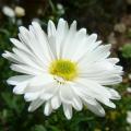 Aster a fiori bianchi