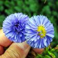 Aster a fiori blu