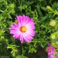 Aster a fiori rosa