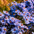 Aster a fiori viola, malva o porpora