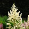 Astilbe