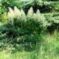 Grandi astilbe