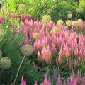 Astilbe nane