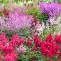 Astilbe per colore dei fiori