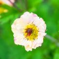 Geum a fiori bianchi