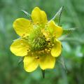 Geum a fiori gialli