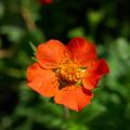 Geum a fiori arancioni