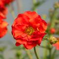 Geum a fiori rossi