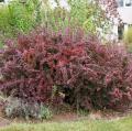 Berberis thunbergii - Crespino giapponese