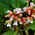 Bergenia bianca