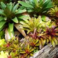 Bromeliacee