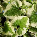 Brunnera variegata