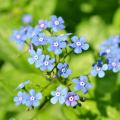 Brunnera blu