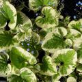 Brunnera